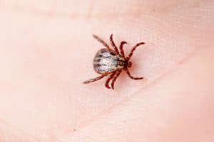 Lyme Disease and Birth Injuries